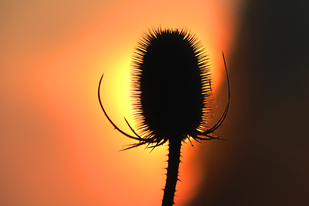 Wilde Karde bei Sonnenaufgang