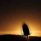 Wilde Karde beim und vor dem Sonnenuntergang