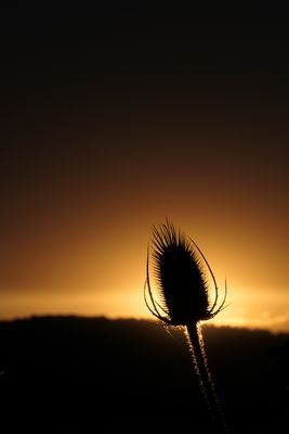 Wilde Karde beim und vor dem Sonnenuntergang