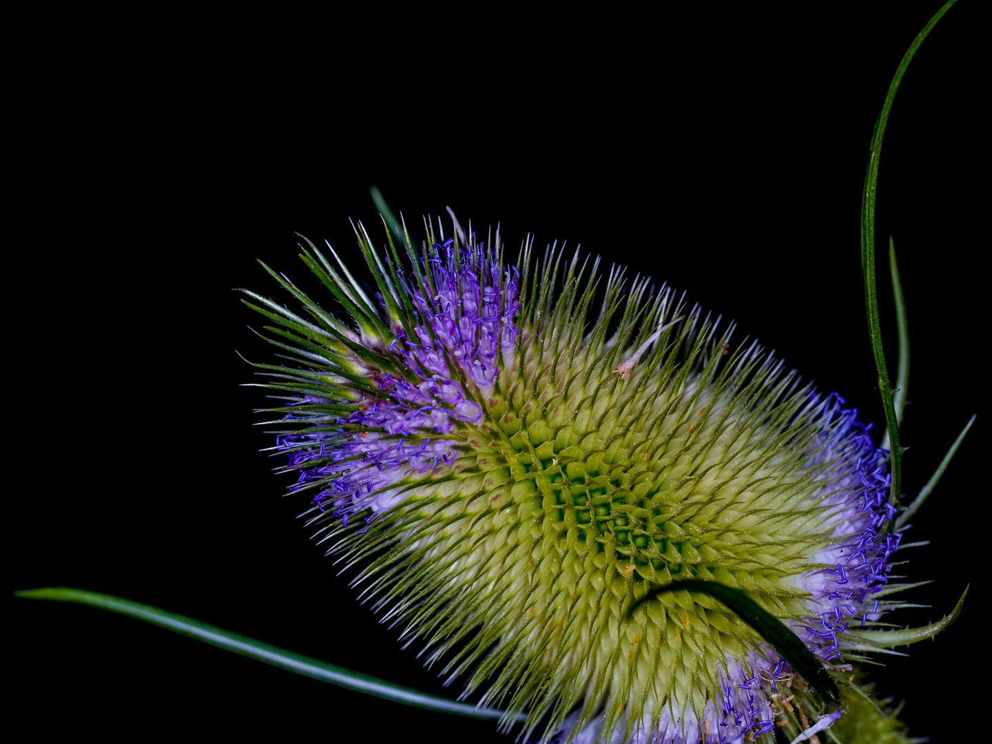 Wilde Karde Blüte