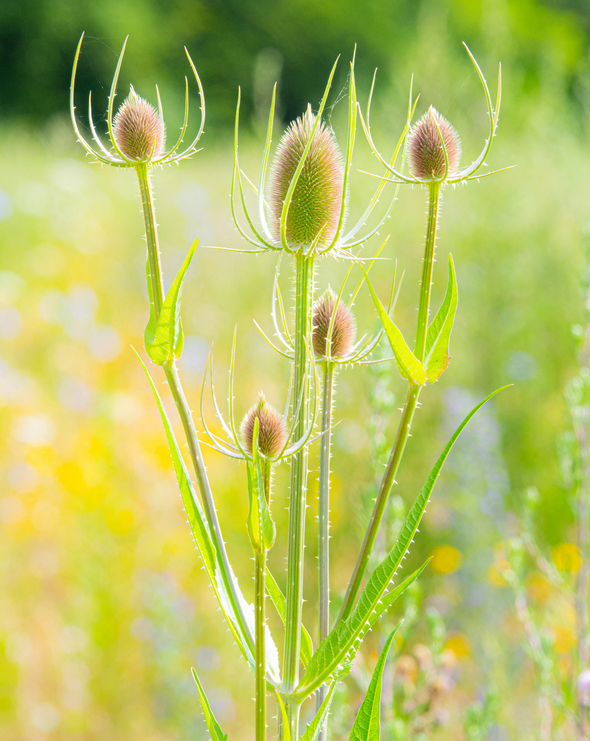 Wilde Karde (Dipsacus)