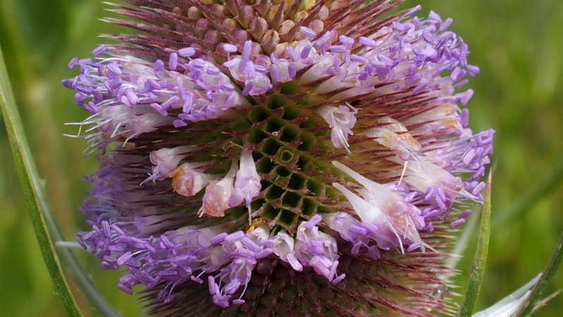 Wilde Karde 'Dipsacus fullonum'