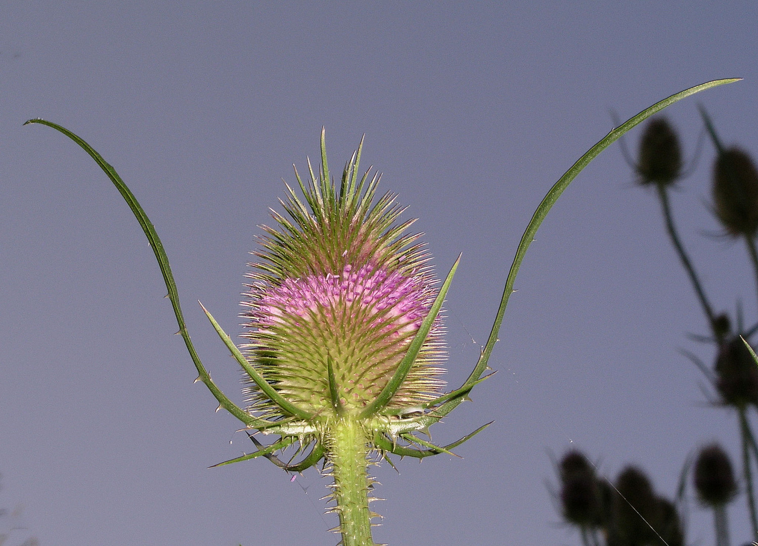 Wilde Karde ( Dipsacus fullonum ) (1)...