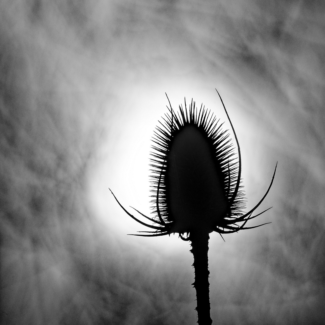 Wilde Karde (Dipsacus fullonum)