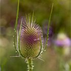 Wilde - Karde (Dipsacus fullonum)..