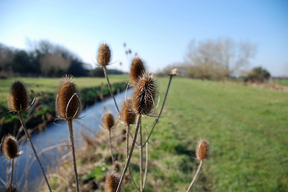 Wilde Karde (Dipsacus fullonum)