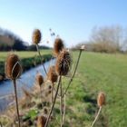 Wilde Karde (Dipsacus fullonum)