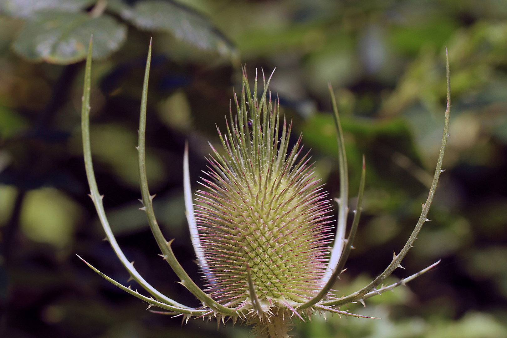 Wilde Karde ( Dipsacus fullonum )