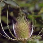 Wilde Karde ( Dipsacus fullonum )