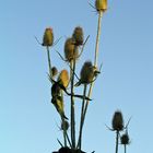 Wilde Karde ( Dipsacus fullonum ) (2)...