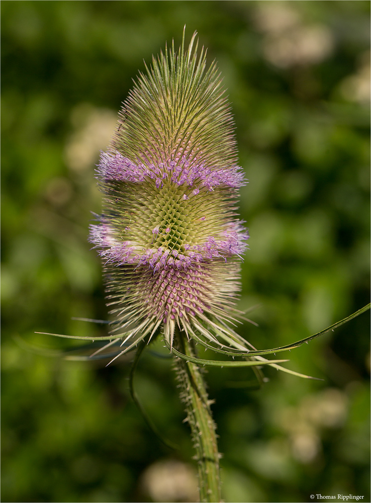 Wilde Karde (Dipsacus fullonum).