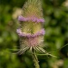 Wilde Karde (Dipsacus fullonum).