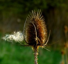 Wilde Karde (Dipsacus fullonum)