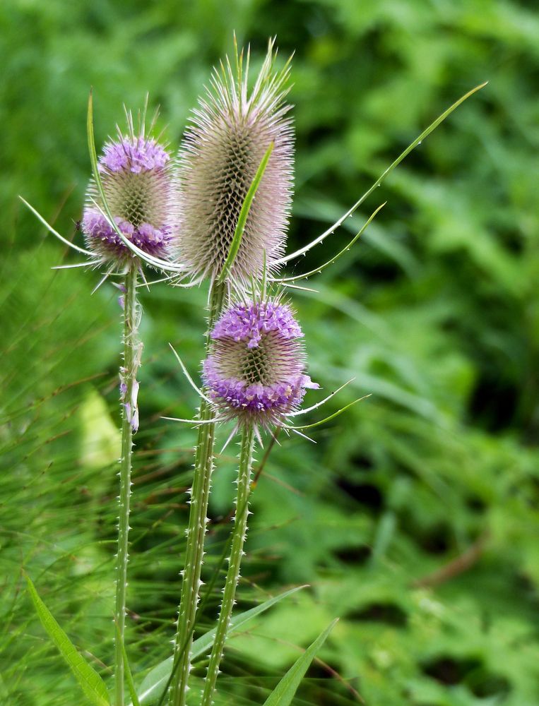 Wilde Karde (Dipsacus fullonum)