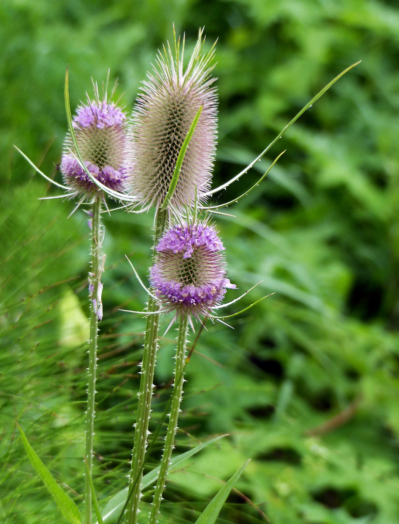 Wilde Karde (Dipsacus fullonum)