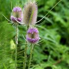 Wilde Karde (Dipsacus fullonum)