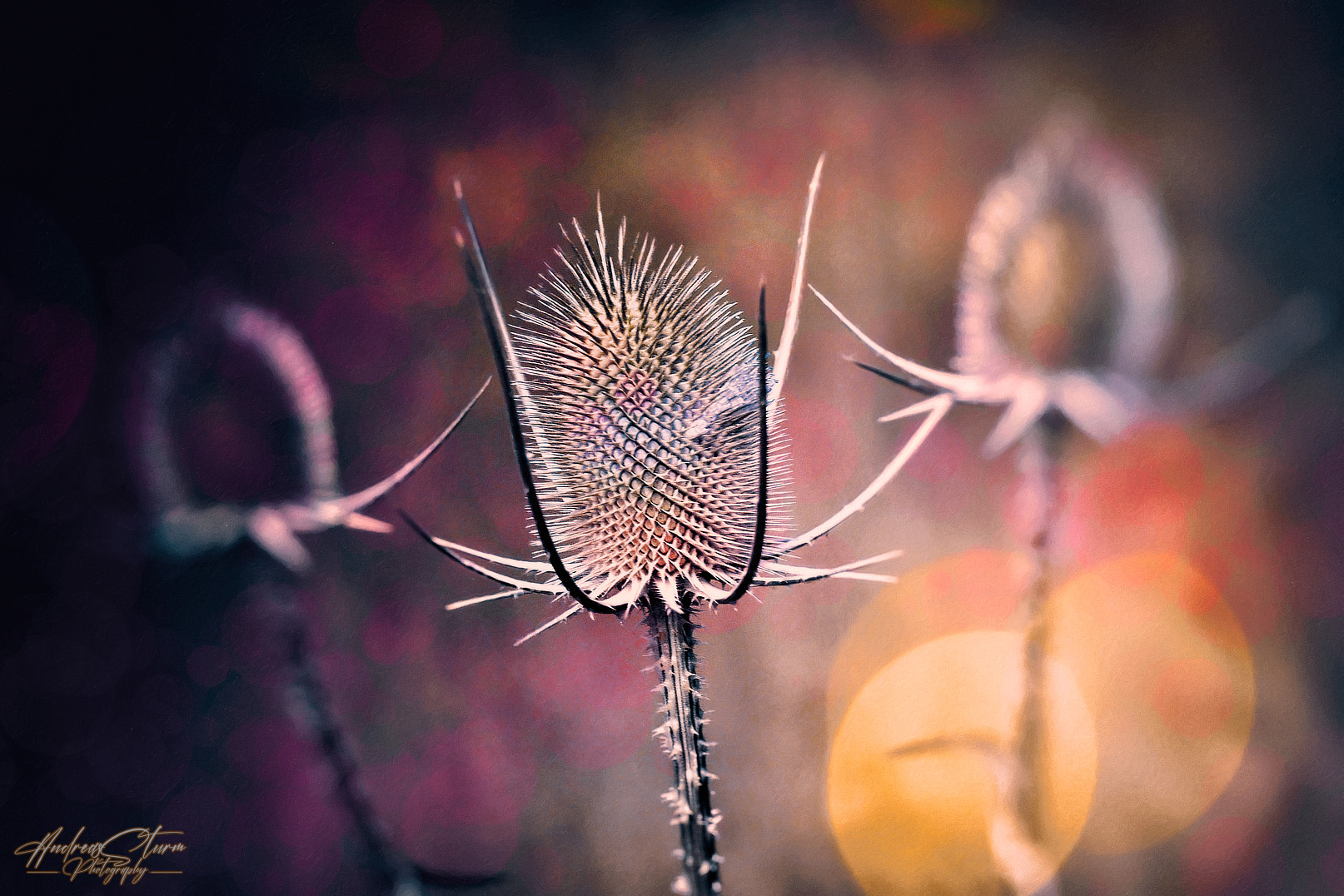 Wilde Karde (Dipsacus fullonum)