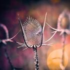 Wilde Karde (Dipsacus fullonum)