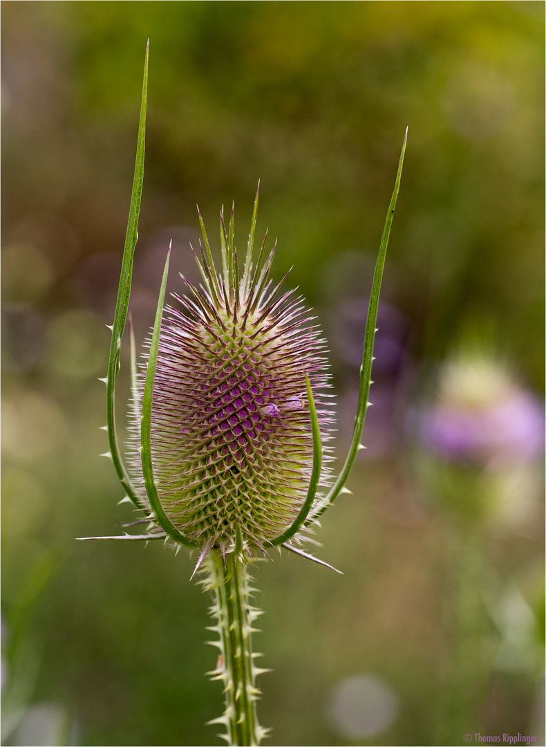 Wilde Karde (Dipsacus fullonum)..