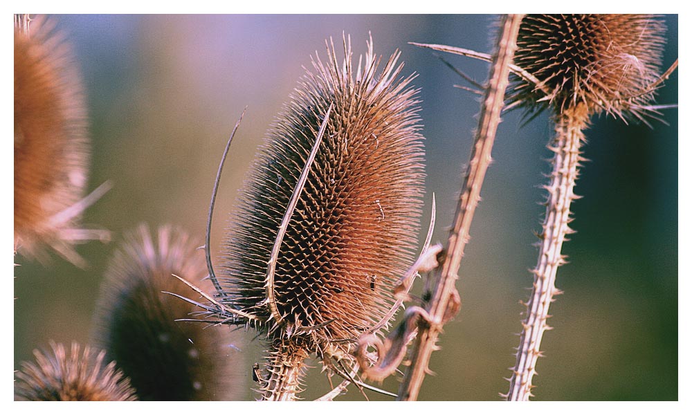 Wilde Karde (Dipsacus fullonum)