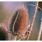 Wilde Karde (Dipsacus fullonum)