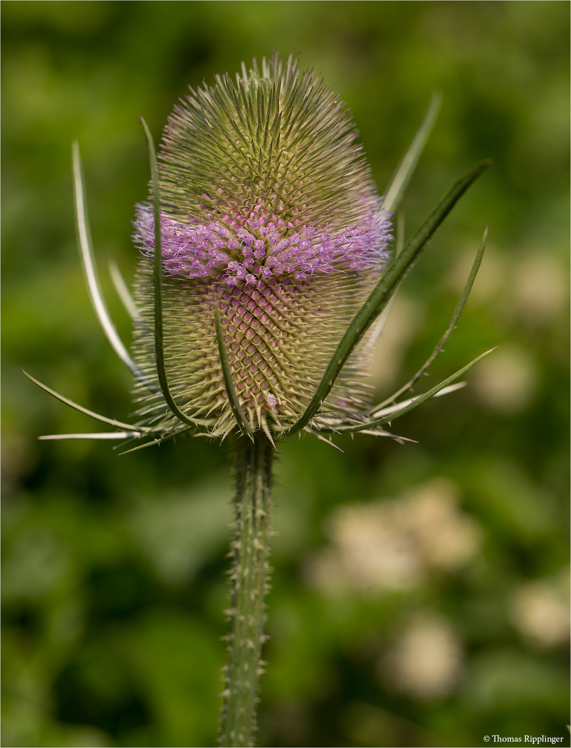 Wilde Karde (Dipsacus fullonum)