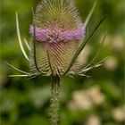 Wilde Karde (Dipsacus fullonum)