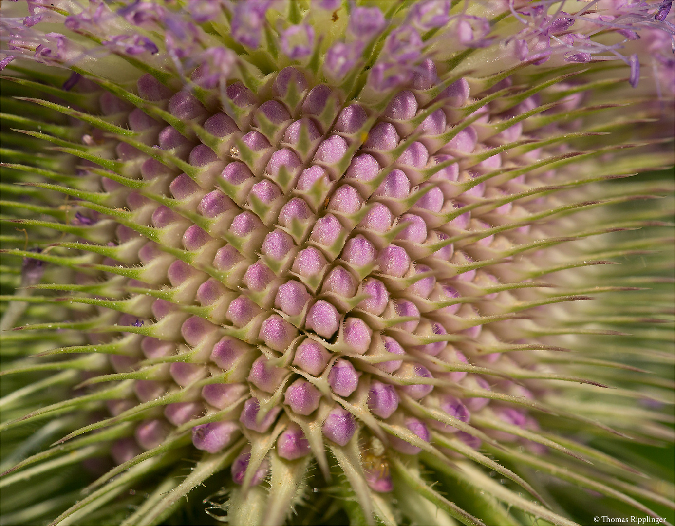 Wilde Karde (Dipsacus fullonum)..