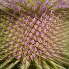 Wilde Karde (Dipsacus fullonum)