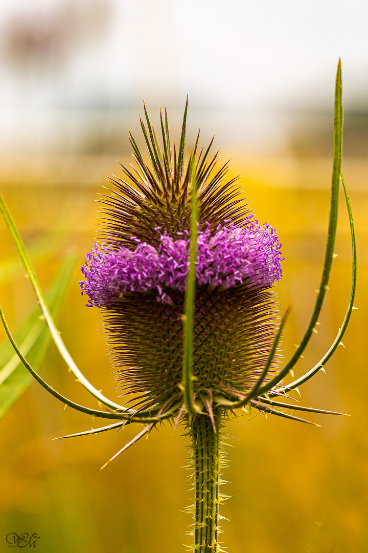 Wilde Karde — Dipsacus fullonum