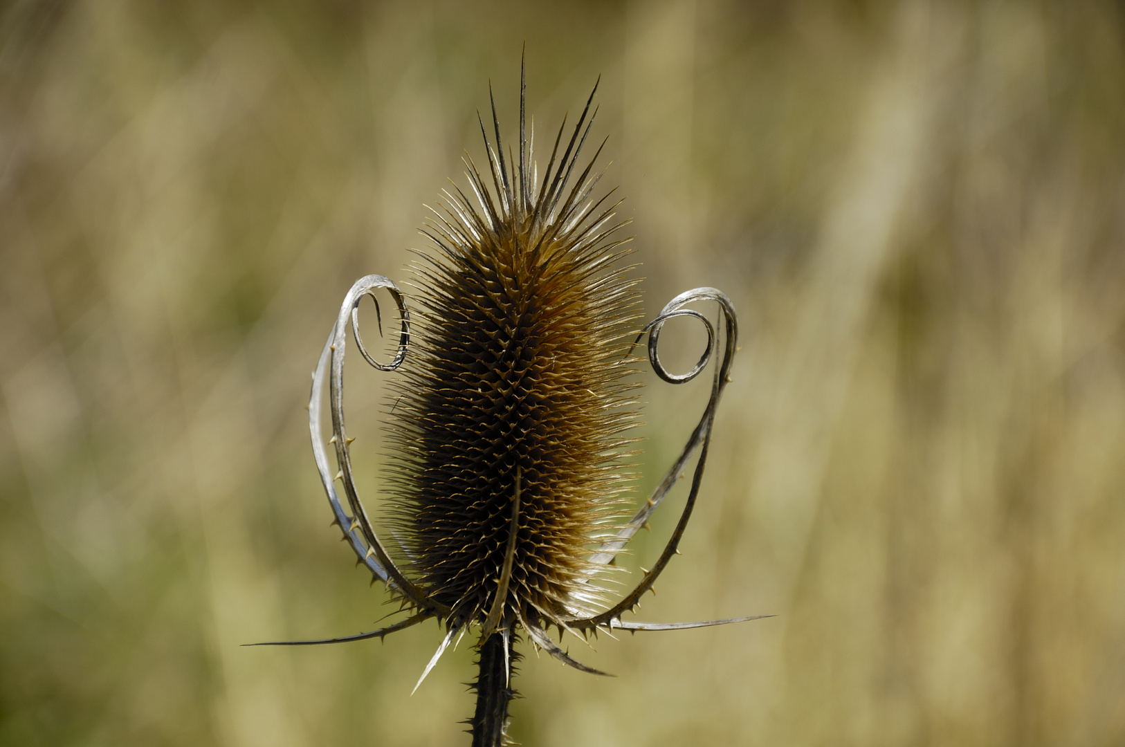 Wilde Karde (Dipsacus fullonum)