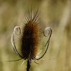 Wilde Karde (Dipsacus fullonum)