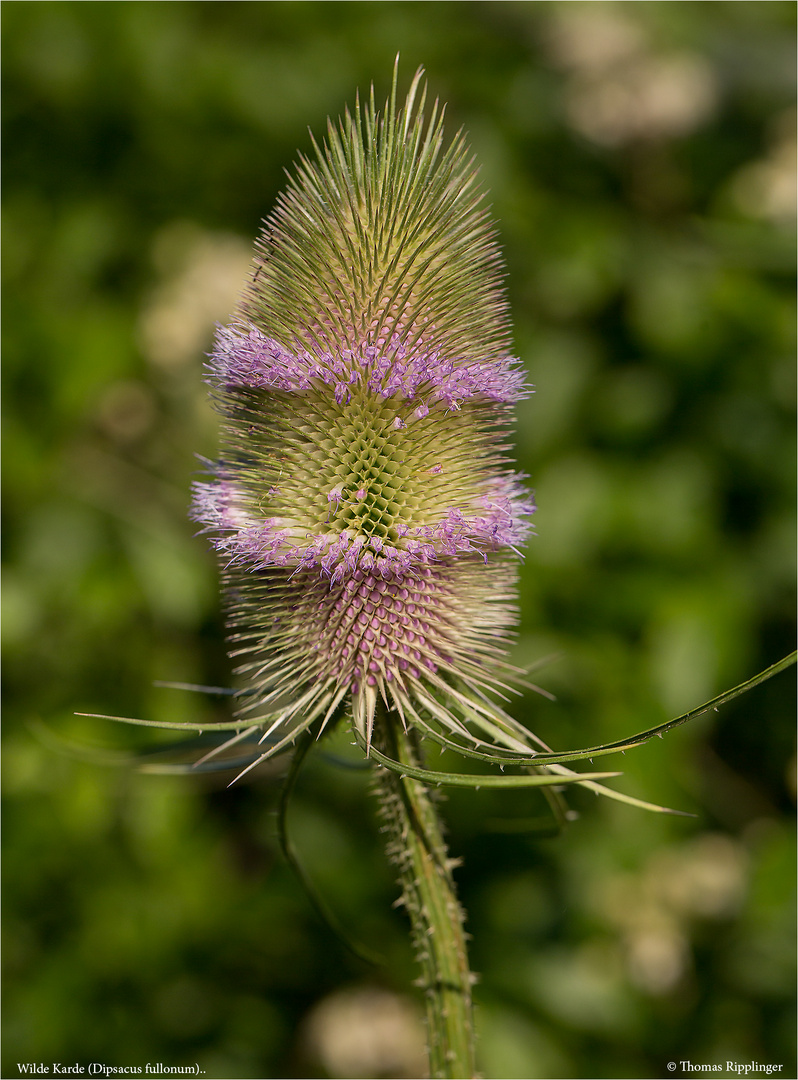 Wilde Karde (Dipsacus fullonum)....