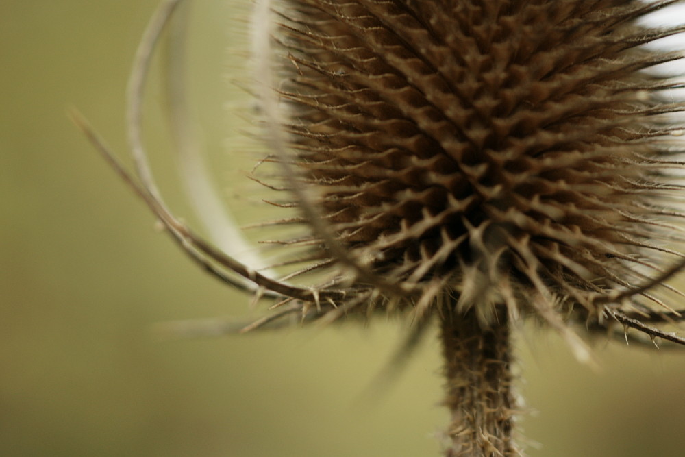 Wilde Karde (Dipsacus fullonum) I