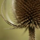 Wilde Karde (Dipsacus fullonum) I