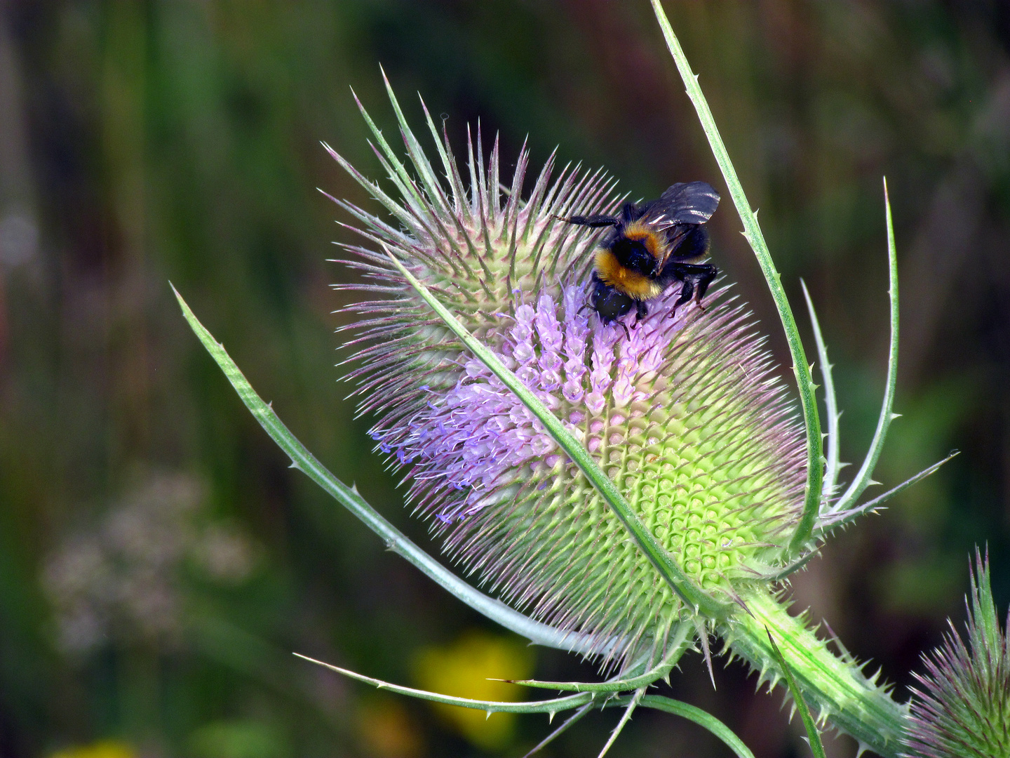 Wilde Karde, Dipsacus fullonum L., mit Hummelbesuch