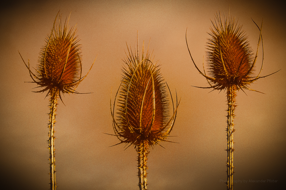 Wilde Karde - Dipsacus fullonum syn. sylvestris