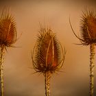 Wilde Karde - Dipsacus fullonum syn. sylvestris