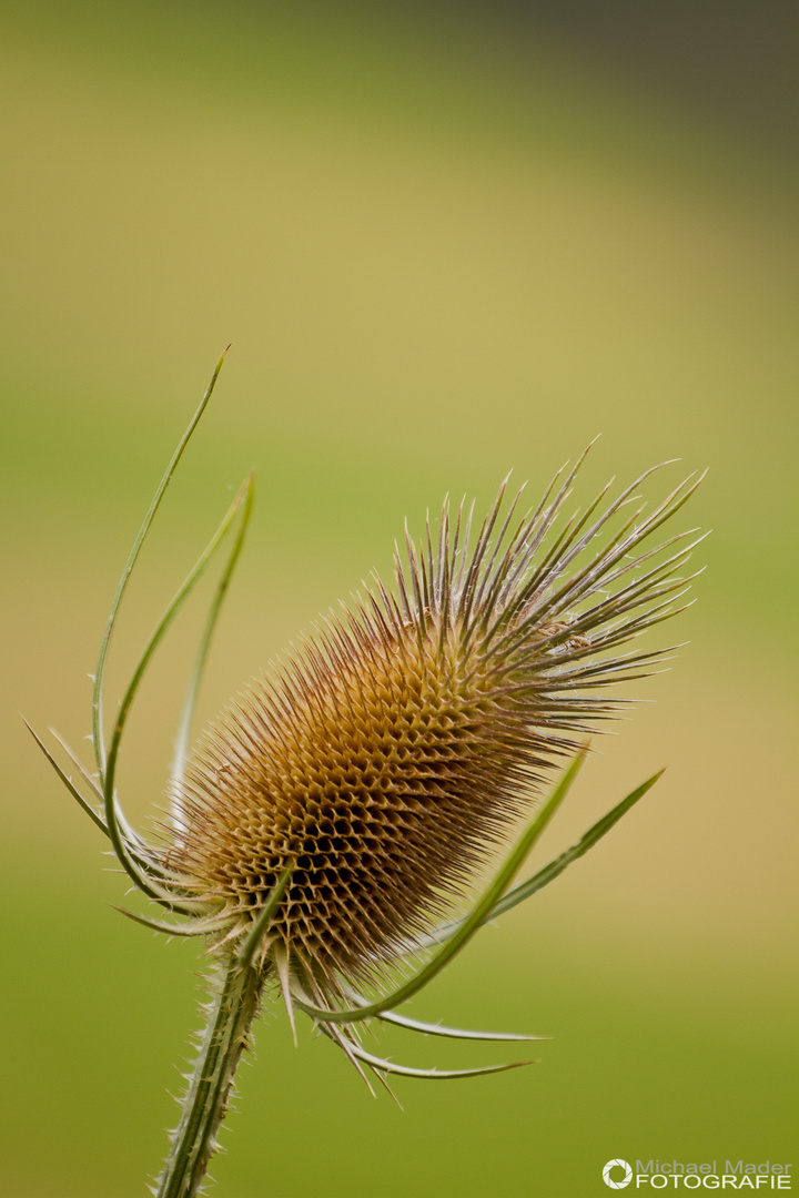 Wilde Karde - Dipsacus silvestris