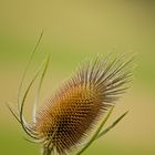 Wilde Karde - Dipsacus silvestris