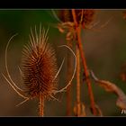 Wilde Karde (Dipsacus silvestris) :-))