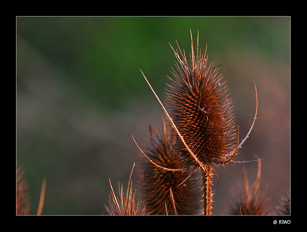 Wilde Karde (Dipsacus silvestris)