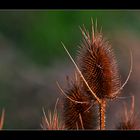 Wilde Karde (Dipsacus silvestris)