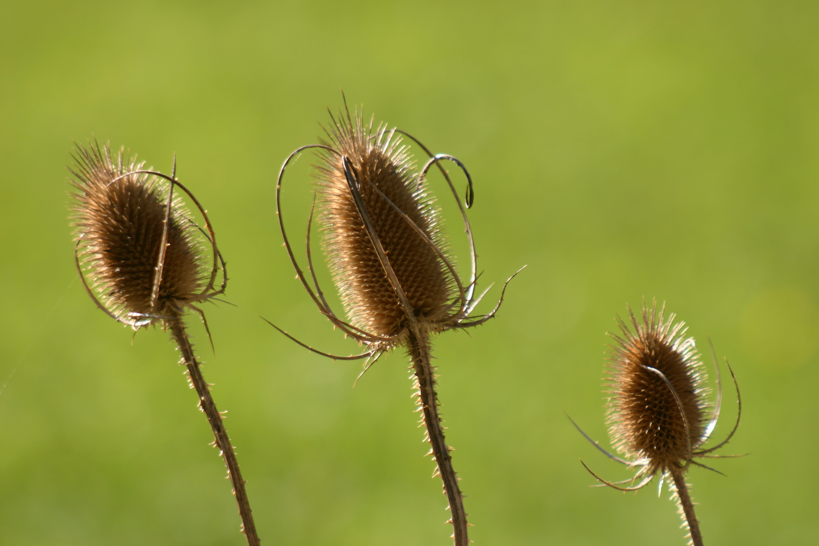 Wilde Karde (Dipsacus sylvestris)