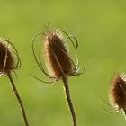 Wilde Karde (Dipsacus sylvestris)