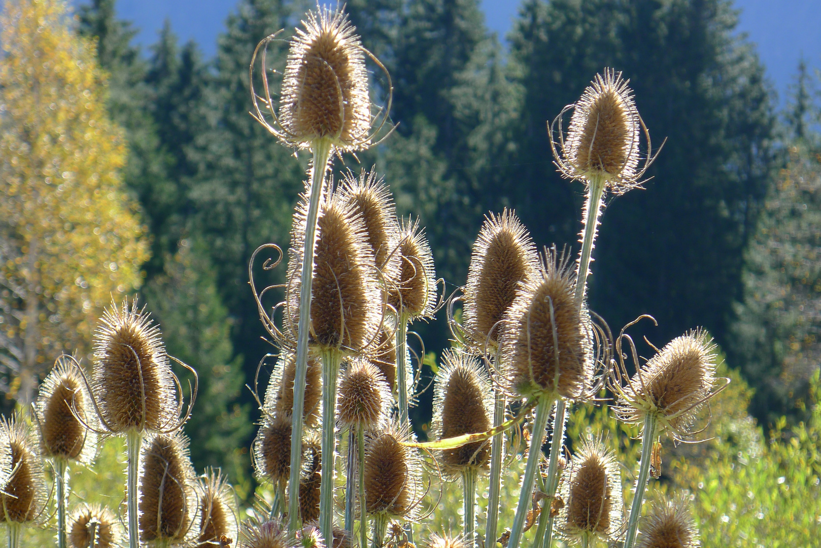 Wilde Karde fängt Sonne ein