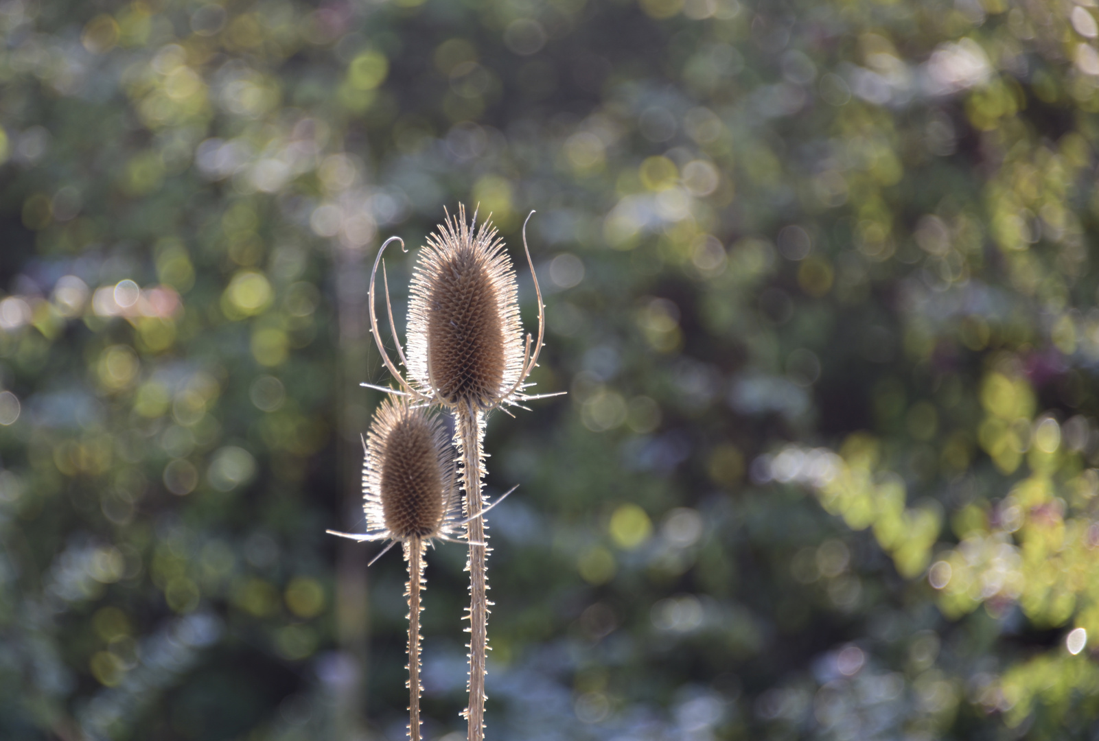 Wilde Karde im Herbst