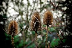 Wilde Karde im Januar