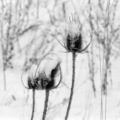 Wilde Karde im Schnee