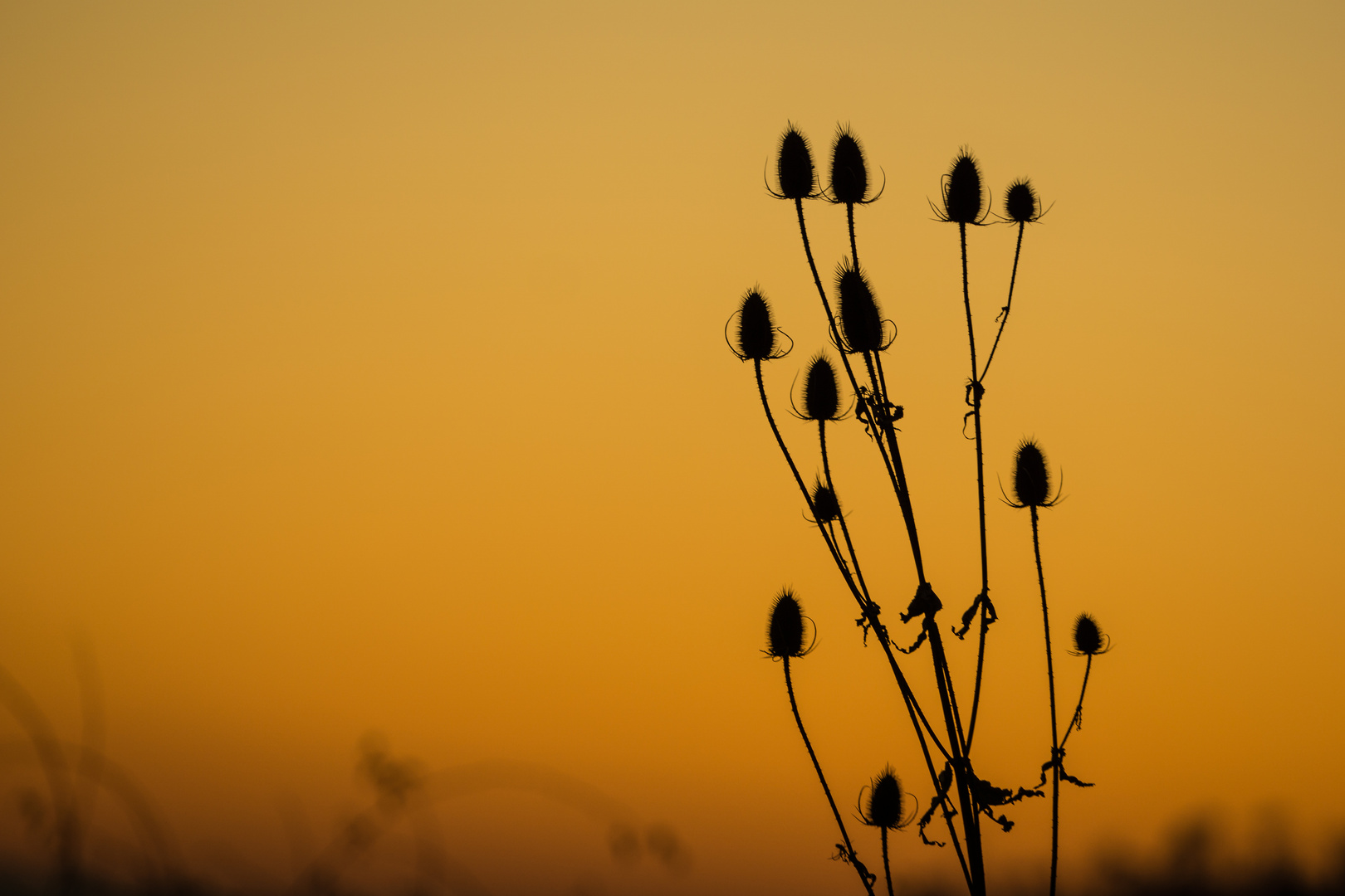 Wilde Karde im Sonnenuntergang